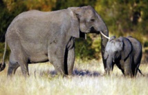 L'Afrique du Sud entend défendre ses éléphants contre les braconniers L'Afrique du Sud entend défendre ses éléphants contre les braconniers