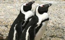 Des scientifiques décodent le langage secret des manchots du Cap Des scientifiques décodent le langage secret des manchots du Cap