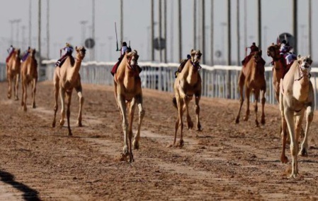 Au Qatar, les courses de dromadaires plus prisées que le foot Au Qatar, les courses de dromadaires plus prisées que le foot