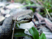 A quoi sert la langue fourchue du serpent ? A quoi sert la langue fourchue du serpent ?