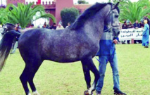 Une vente aux enchères publiques de chevaux au Festival de Bouznika Une vente aux enchères publiques de chevaux au Festival de Bouznika