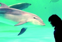 Les dauphins poussent des cris perçants quand ils sont contents Les dauphins poussent des cris perçants quand ils sont contents
