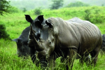 L’Afrique du Sud va évacuer des centaines de rhinocéros du parc Kruger L’Afrique du Sud va évacuer des centaines de rhinocéros du parc Kruger
