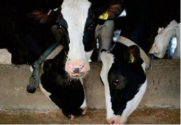 La rocambolesque fugue d'un troupeau de vaches amuse le Québec