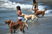 Sur le littoral romain, une plage qui a du chien