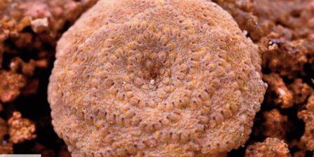 Découverte de deux nouvelles espèces de plantes Découverte de deux nouvelles espèces de plantes