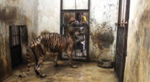 Mélanie, la tigresse victime du "zoo de la mort"