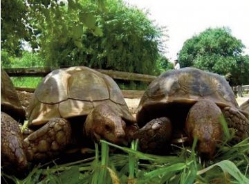 De Monaco au Sénégal, 46 tortues menacées renouent avec la terre d'Afrique De Monaco au Sénégal, 46 tortues menacées renouent avec la terre d'Afrique