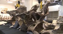 Le fossile du plus énorme dinosaure de l’histoire découvert en Argentine Le fossile du plus énorme dinosaure de l’histoire découvert en Argentine