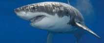 Des requins fans de hard-rock Des requins fans de hard-rock