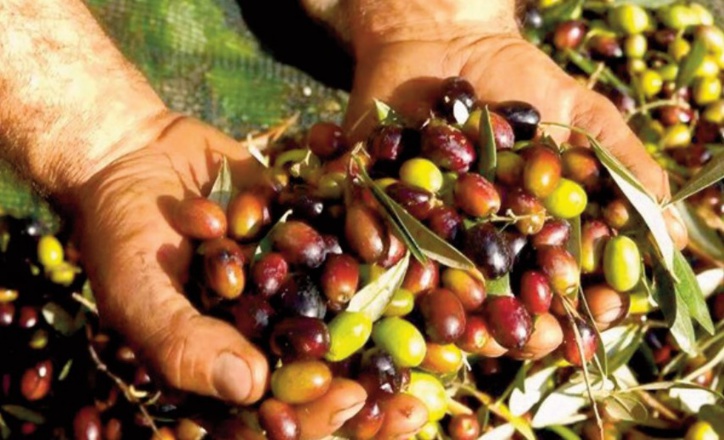 Oléiculture à Boulemane: Atouts, potentiel et contraintes Oléiculture à Boulemane: Atouts, potentiel et contraintes