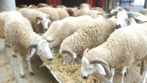 Le marché devrait couvrir la demande