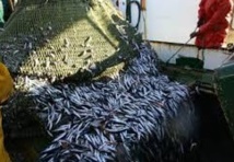 Hausse des débarquements de la pêche côtière et artisanale