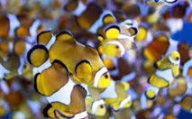 Les poissons-clowns nouveau-nés voyagent sur de vastes distances Les poissons-clowns nouveau-nés voyagent sur de vastes distances