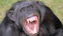 Les chimpanzés n’ont pas besoin de l’homme pour se faire la guerre Les chimpanzés n’ont pas besoin de l’homme pour se faire la guerre