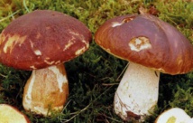 Un cèpe peut en cacher un autre Un cèpe peut en cacher un autre