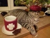Insolite Insolite