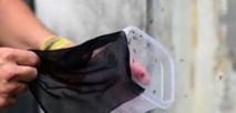 Insolite : Lâchers de moustiques Insolite : Lâchers de moustiques