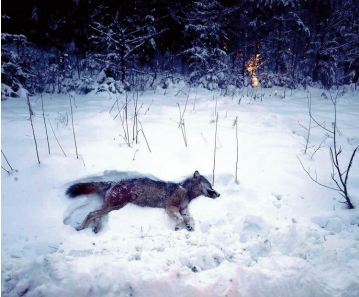 En Suède, une chasse géante au loup qui divise En Suède, une chasse géante au loup qui divise