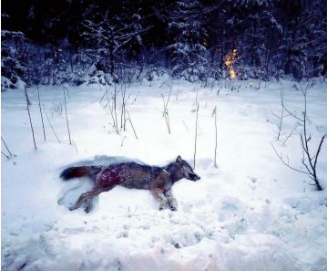 En Suède, une chasse géante au loup qui divise