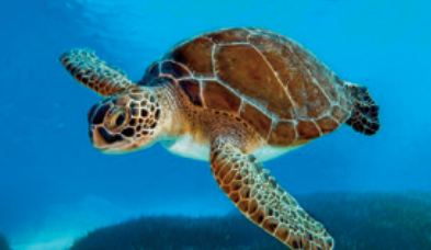 La reproduction et la survie des tortues marines menacées par le réchauffement climatique La reproduction et la survie des tortues marines menacées par le réchauffement climatique