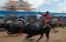 Insolite : Course de buffles Insolite : Course de buffles