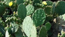 Vers l'installation d'une unité d'extraction de l'huile de cactus à Sidi Ifni