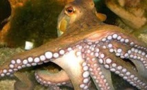 Pêche illicite de poulpe au niveau du port d'Agadir Pêche illicite de poulpe au niveau du port d'Agadir