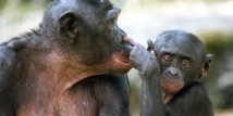 ​Les chimpanzés sont-ils légalement des personnes ?