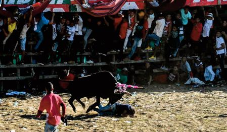 En Colombie, menaces sur les traditionnels jeux taurins En Colombie, menaces sur les traditionnels jeux taurins