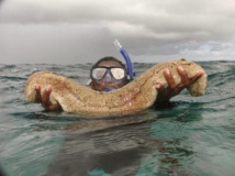 Un réseau de pêche illicite de concombre marin démantelé à Dakhla Un réseau de pêche illicite de concombre marin démantelé à Dakhla