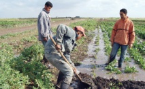L’avenir du Maroc est dans les coopératives agricoles L’avenir du Maroc est dans les coopératives agricoles