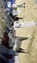 Le cheval barbe à l'honneur au Festival d’El Jadida Le cheval barbe à l'honneur au Festival d’El Jadida
