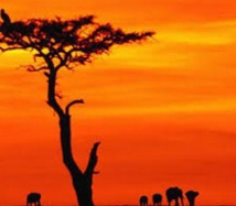 Démocratiser les partis politiques africains Démocratiser les partis politiques africains