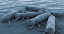 Les antibiotiques doperaient la propagation de la salmonelle chez certains animaux Les antibiotiques doperaient la propagation de la salmonelle chez certains animaux