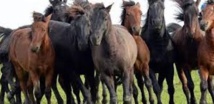 Préservé en Pologne, le petit cheval huçul attend de retrouver son Ukraine natale Préservé en Pologne, le petit cheval huçul attend de retrouver son Ukraine natale