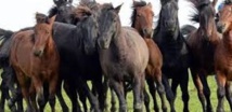 ​Préservé en Pologne, le petit cheval huçul attend de retrouver son Ukraine natale