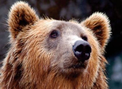 Le corps d’un ours vieux de 3.400 ans, conservé dans le permafrost, a enfin été autopsié Le corps d’un ours vieux de 3.400 ans, conservé dans le permafrost, a enfin été autopsié
