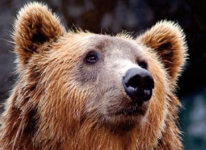 Le corps d’un ours vieux de 3.400 ans, conservé dans le permafrost, a enfin été autopsié