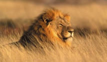 Les Etats-Unis veulent protéger le lion africain Les Etats-Unis veulent protéger le lion africain