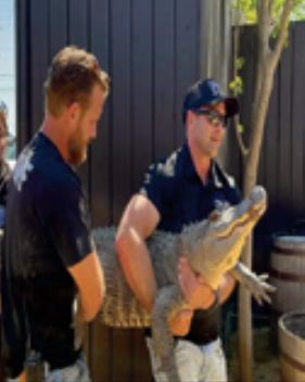 Elle avait volé un œuf d’alligator au zoo, l’animal retrouvé 20 ans plus tard dans son jardin