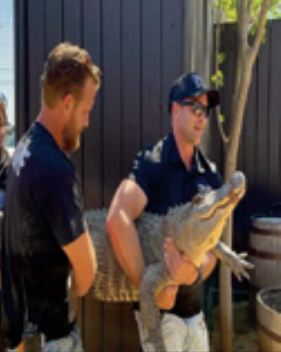 Elle avait volé un œuf d’alligator au zoo, l’animal retrouvé 20 ans plus tard dans son jardin Elle avait volé un œuf d’alligator au zoo, l’animal retrouvé 20 ans plus tard dans son jardin