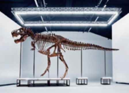 Un tyrannosaure rex va être vendu aux enchères en Suisse Un tyrannosaure rex va être vendu aux enchères en Suisse