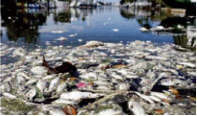 La marée rouge, un casse-tête récurrent pour la côte ouest de la Floride La marée rouge, un casse-tête récurrent pour la côte ouest de la Floride