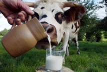 Une étude jette le trouble sur les bienfaits du lait chez les adultes Une étude jette le trouble sur les bienfaits du lait chez les adultes