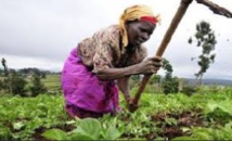 ​Séminaire international sur la formation professionnelle agricole et rurale en Afrique à Rabat