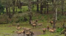 Les espèces invasives, un fléau pour la biodiversité mondiale Les espèces invasives, un fléau pour la biodiversité mondiale