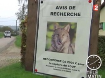 Insolite Insolite