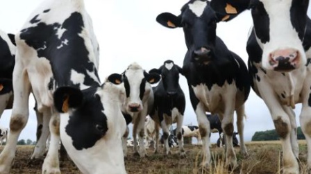 Arrivée de 2.800 têtes de bovins du Brésil au port de Jorf Lasfar Arrivée de 2.800 têtes de bovins du Brésil au port de Jorf Lasfar