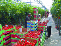 Levée de boucliers en Europe contre les bas salaires des ouvriers agricoles marocains Levée de boucliers en Europe contre les bas salaires des ouvriers agricoles marocains